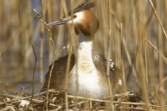 Great Crested Grebe on Nest with Three little Chicks