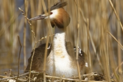 Great Crested Grebe on Nest with Three little Chicks