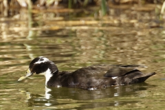 Black Swedish Duck Side View on Lake