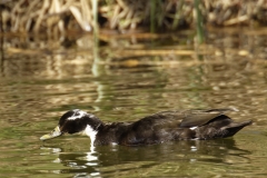 Black Swedish Duck Side View on Lake