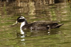 Black Swedish Duck Side View on Lake