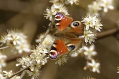 Peacock Butterfly on Blossom