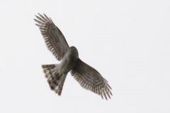 Female Sparrowhawk Front View in Flight