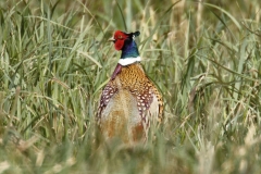 Male Pheasant in Field Back View