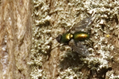 Green Bottle Fly Top View on Tree