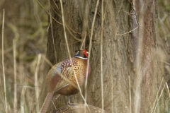 Male Pheasant in Field Back View on Fallen Tree