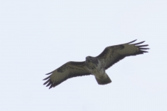 Buzzard Front View in Flight