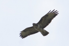 Buzzard Front View in Flight