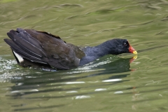 Moorhen Side View on River