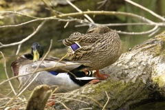 Male and Female Mallard Ducks on Fallen Tree