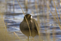 Cote Front View on Branch near Lake