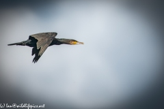 Cormorant in Flight Side View