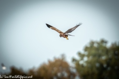 Male Marsh Harrier in Flight Back View