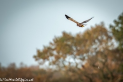 Male Marsh Harrier in Flight Back View