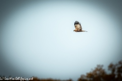 Male Marsh Harrier in Flight Side View