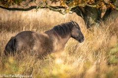Konik Pony Grazing Side View