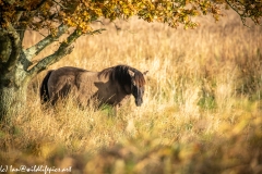 Konik Pony Grazing Front View