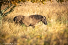 Konik Pony Grazing Side View