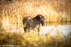 Konik Pony Grazing Front View