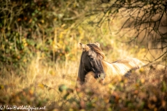 Konik Pony Grazing Head View