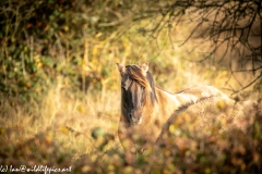 Konik Pony Grazing Head View