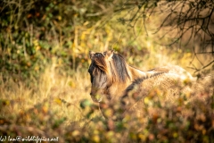 Konik Pony Grazing Head View