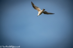 Common Gull in Flight Back Underneath View