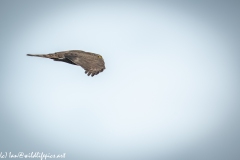 Female Sparrowhawk in Flight Side View