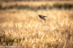 Female Sparrowhawk in Flight Side View