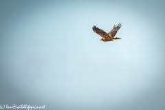 Female Marsh Harrier in Flight Side View