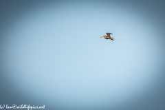 Snipe in Flight Side View