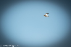 Snipe in Flight Side View