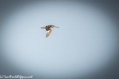 Snipe in Flight Side View