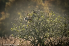 Male Marsh Harrier Landing in Bush