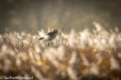 Male Marsh Harrier on Bush Side View