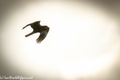Male Marsh Harrier in Flight Side View