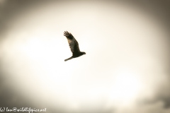 Male Marsh Harrier in Flight Side View