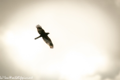 Male Marsh Harrier in Flight Side View