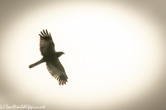 Male Marsh Harrier in Flight Side View