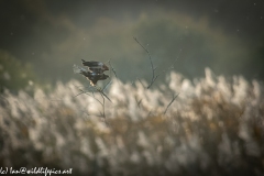 Male Marsh Harrier on Bush Side View