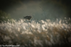 Male Marsh Harrier on Bush Side View