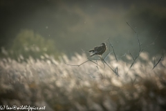 Male Marsh Harrier on Bush Side View