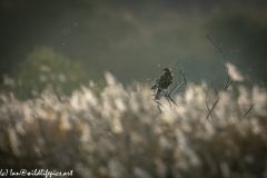 Male Marsh Harrier on Bush Side View