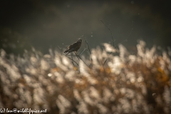 Male Marsh Harrier on Bush Side View