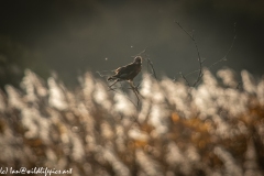 Male Marsh Harrier on Bush Side View