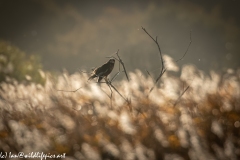 Male Marsh Harrier on Bush Side View