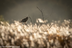 Male Marsh Harrier on Bush Side View