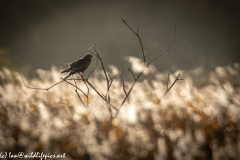 Male Marsh Harrier on Bush Side View