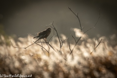 Male Marsh Harrier on Bush Side View