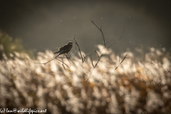 Male Marsh Harrier on Bush Side View